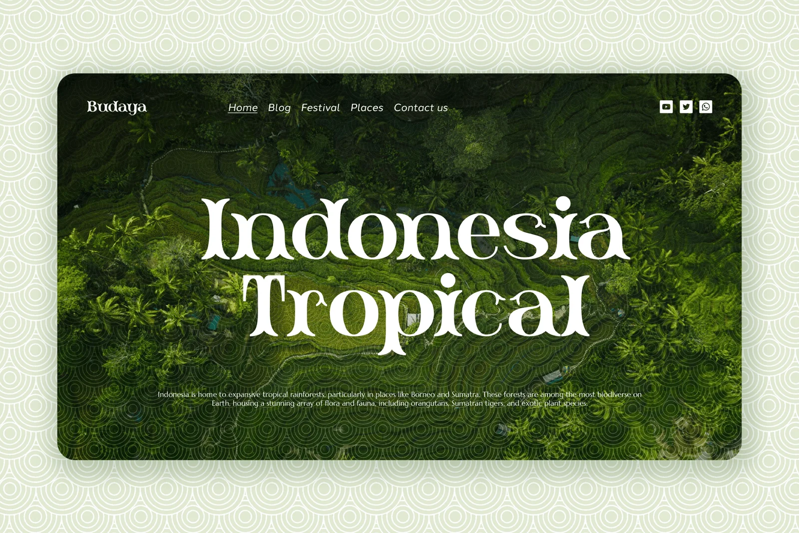 expressive serif fonts